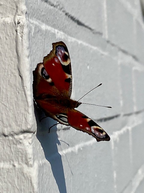 Schmetterling